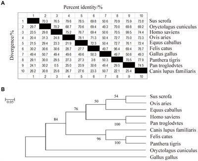 Moniezia benedeni drives CD3+ T cells residence in the sheep intestinal mucosal effector sites